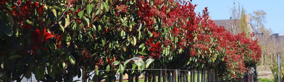 Bolboom kopen | Bolphotinia | Gardline